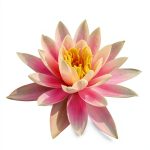 Vibrant Way Press Immunology Book Thyroid Conditions Kindle-0