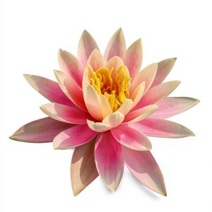 Vibrant Way Press Immunology Book Thyroid Conditions Kindle-0