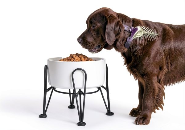 Kitwinney Dog Raised Bowls for Large Dogs White Replacement-1