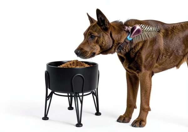 Kitwinney Dog Raised Bowls for Large Dogs White Replacement-1