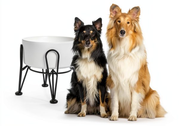 Kitwinney Dog Raised Bowls for Large Dogs White Replacement-2